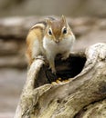 Chipmunk 2 Royalty Free Stock Photo