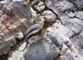 Cute Chipmunk, Tree squirrel in Rocky mountain, wild nature Royalty Free Stock Photo