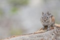 Chipmunk Royalty Free Stock Photo