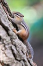 Chipmunk