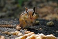 Chipmunk