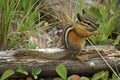 Chipmunk Royalty Free Stock Photo