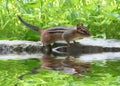 Chipmunk Royalty Free Stock Photo