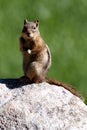 Chipmunk Royalty Free Stock Photo