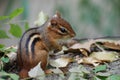 Chipmunk Royalty Free Stock Photo