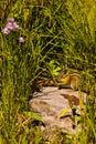Chipmunk Royalty Free Stock Photo