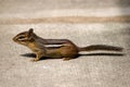 Chipmunk Royalty Free Stock Photo
