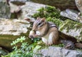 Close-up of Eastern Chipmunk Holding Acorn