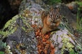 Chipmunk, Alberta Canada. Royalty Free Stock Photo