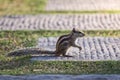 Chipmunk on an alley in the park