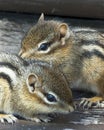 Chipmunk Stock Photos. Chipmunk animal baby close-up profile view. Baby Chipmunk