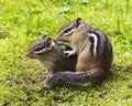 Chipmunk Stock Photos. Chipmunk couple animal close-up view portrait.