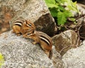 Chipmunk Stock Photos. Chipmunks couple animal close-up profile view