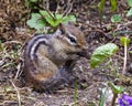 Chipmunk Stock Photo and Image. Cleaning its tail and displaying brown fur, body, head, eye, nose, ears, paws, in its environment