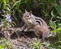 Chipmunk Stock Photo and Image. In the field displaying brown fur, body, head, eye, nose, ears, paws, in its environment and