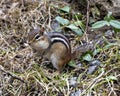 Chipmunk Photo and Image. In the field displaying brown fur, body, head, eye, nose, ears, paws, in its environment and habitat