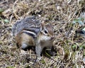 Chipmunk Photo and Image. In the field displaying brown fur, body, head, eye, nose, ears, paws, in its environment and habitat