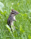 Chipmunk Stock Photos. Chipmunk animal in the field with a close-up profile view.