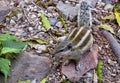 Chipmunk Animal Outdoors