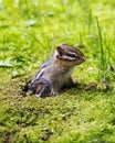 Chipmunk animal Photo. Chipmunk animal close-up profile view and burrow hole.