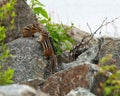 Chipmunk animal Photo. Chipmunk animal couple close-up profile view