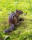 Chipmunk animal photo. Chipmunk sitting by its burrow with a close-up profile view.