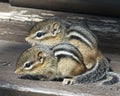 Chipmunk Animal Photos. Chipmunk animal baby. Baby Chipmunk