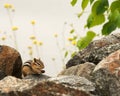 Chipmunk Animal Photos. Chipmunk animal close-up profile view in nature. Chipmunk eating fruits