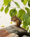 Chipmunk animal Photo. Chipmunk animal close-up profile view