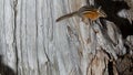 Chipmunk balanced on a weathered stump Royalty Free Stock Photo