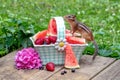 Chipmunk and basket of summer fruit