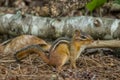 Chipmunk being still in the forest