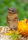 Chipmunk with a bumpy pumpkin Royalty Free Stock Photo