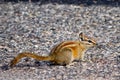 Chipmunk in Canyonlands National Park