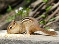 Chipmunk Royalty Free Stock Photo