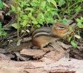 Chipmunk Royalty Free Stock Photo