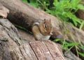 Chipmunk Royalty Free Stock Photo