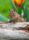 Chipmunk climbing on a log Royalty Free Stock Photo