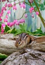 Chipmunk climbing out of a log Royalty Free Stock Photo