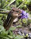 Chipmunk stock photos. Chipmunk close-up profile side view playing and smelling a flower in its environment and habitat with