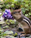 Chipmunk stock photos.Chipmunk close-up profile side view smelling a wildflower in its environment and habitat with foliage