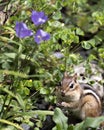 Chipmunk stock photos. Picture. Portrait. Image. Close-up profile view with foliage and wildflowers