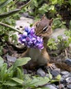 Chipmunk stock photos. Chipmunk close-up profile view playing and smelling a flower in its environment and habitat with