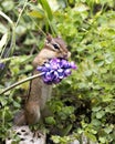 Chipmunk stock photos. Chipmunk close-up profile view standing on a rock and smelling a wildflower. Picture. Portrait. Image