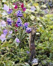 Chipmunk stock photos. Chipmunk close-up profile view standing on a rock and smelling wildflowers in its environment and habitat