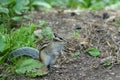 A chipmunk stands on a walkway and looks with curiosity.