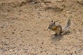 Chipmunk Royalty Free Stock Photo