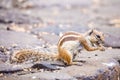 Chipmunk on Cofete beach Royalty Free Stock Photo