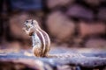 Chipmunk on Cofete beach Royalty Free Stock Photo