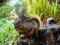 CHIPMUNK IN COSTA RICA VOLCAN AREA